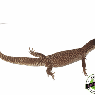 Red Ackie Monitor Adult