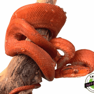 Baby RED Amazon Tree Boa