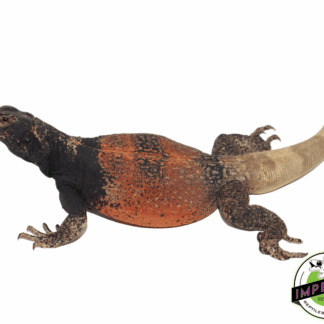 Red and Black Chuckwalla