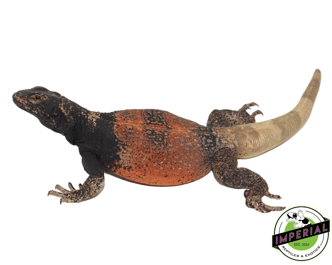 Red and Black Chuckwalla