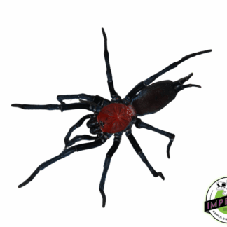 French Guianan Red & Black Curtain Web Spider (Harmonicon oiapoqueae)