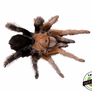 Aphonopelma sp. "Red & Black Diamond" Tarantula