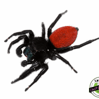 Red-Backed Jumping Spider