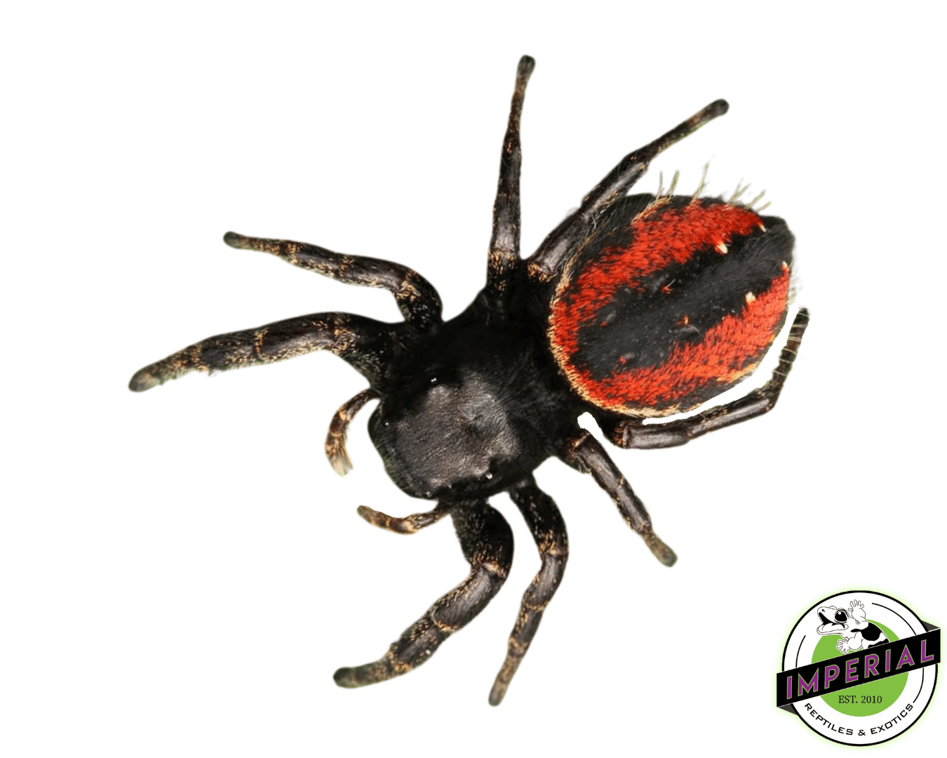 Red-Backed Jumping Spider - Image 2