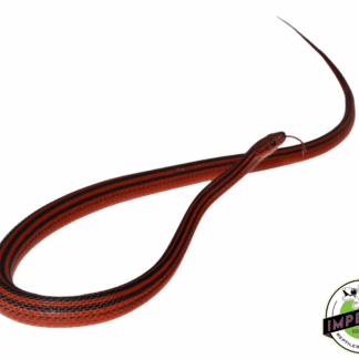 Red and Black Striped Snake