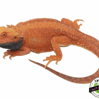 Red 100% Double Het Hypo Trans Bearded Dragon Adult Male