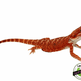 "Bloodshot" Extreme Red Hypo Bearded Dragon Male (#101723-03)