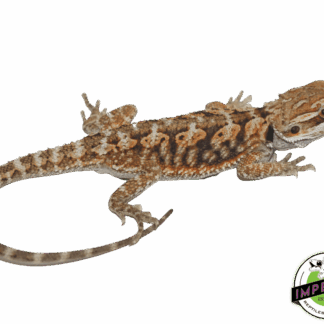 Red Bearded Dragon Baby