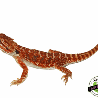 "Freddy Krueger" Extreme Red Bearded Dragon Male (#101723-04)