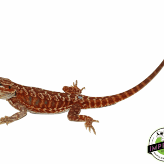 "Pennywise" Blue Bar Hypo Red Leatherback Bearded Dragon Male (#101723-05)