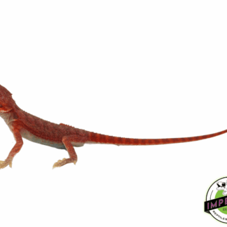 "REDRUM" Extreme Red Hypo Translucent Bearded Dragon Baby