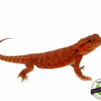 "Scarlet Witch" Red Translucent Bearded Dragon Female (#101723-02)