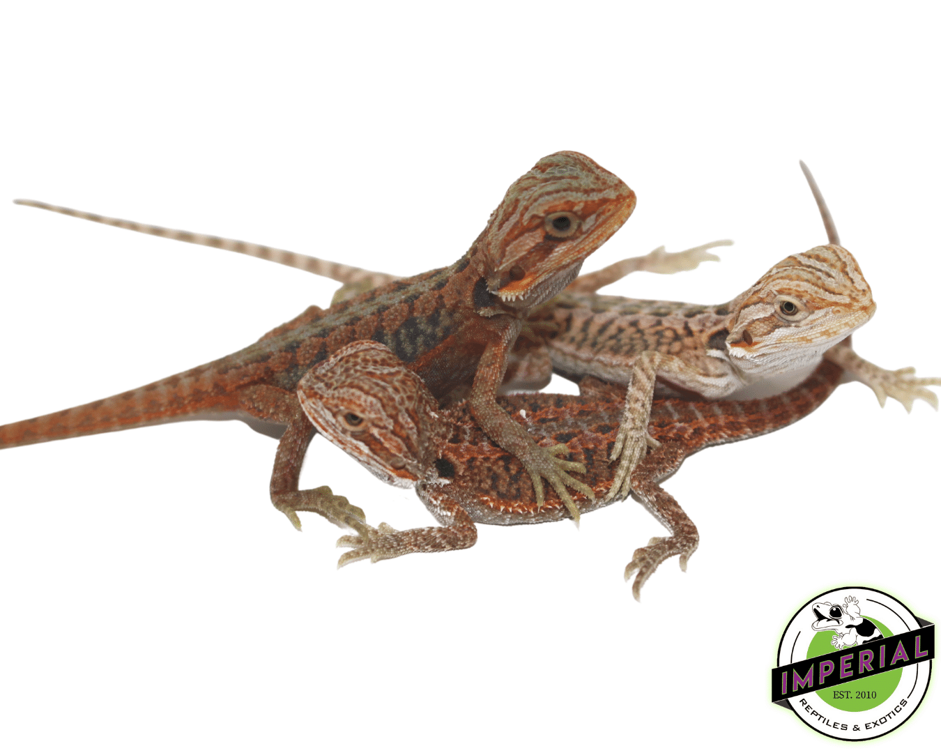 Premium Red Bearded Dragon Baby - Image 2