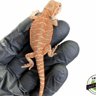 Premium Red Bearded Dragon Baby