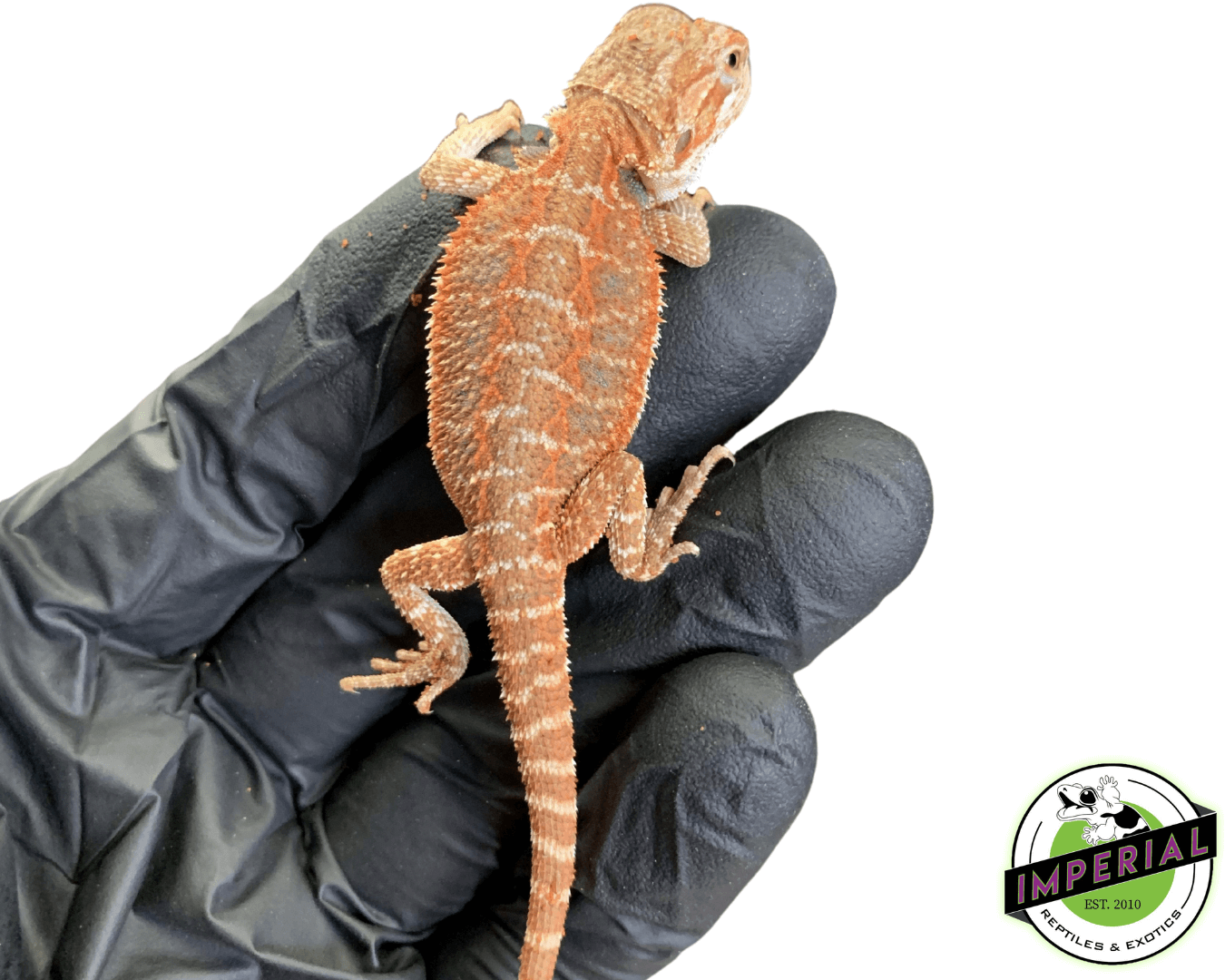 Premium Red Bearded Dragon Baby