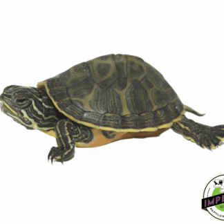 FL Red Belly Cooter Turtle Baby