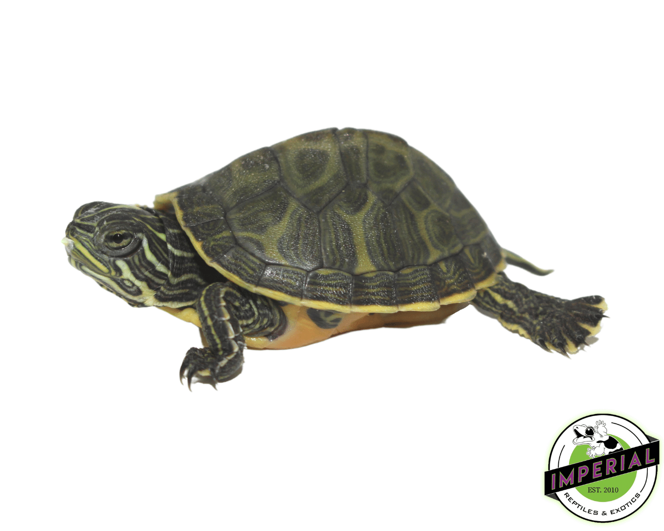 FL Red Belly Cooter Turtle Baby