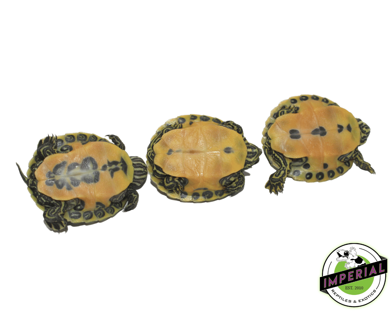 FL Red Belly Cooter Turtle Baby - Image 3