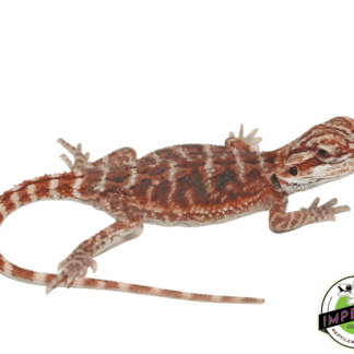 Red Blood Bearded Dragon Baby