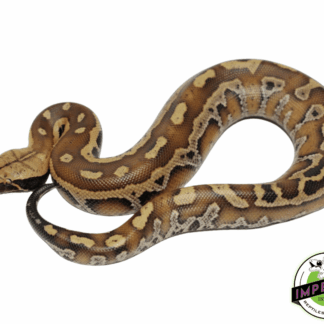 Red Blood Python Baby