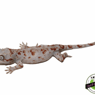 Red Blotched Gargoyle Gecko Sub Adult Female