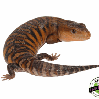 Red Sunrise Northern Blue Tongue Skink Baby