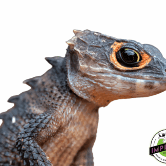 Red Eye Crocodile Skink