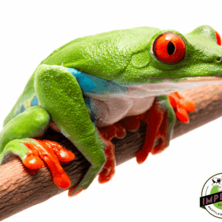 Red Eye Tree Frog