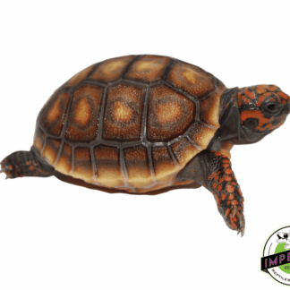 Red Foot Tortoise Baby