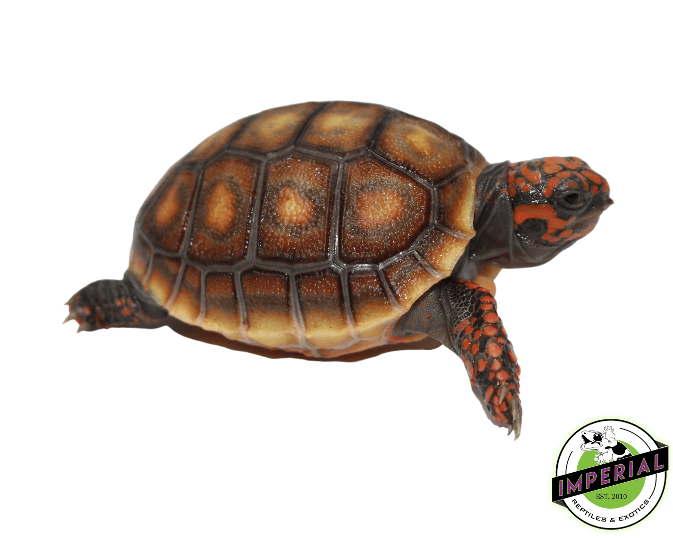 Red Foot Tortoise Baby
