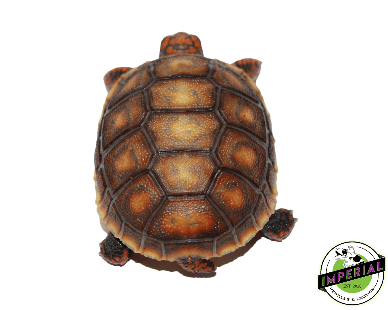 Red Foot Tortoise Baby - Image 2