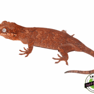 Red Gargoyle Gecko Sub Adult Female