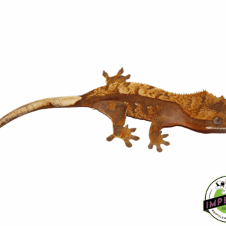 Red Harlequin Crested Gecko Juvenile Female