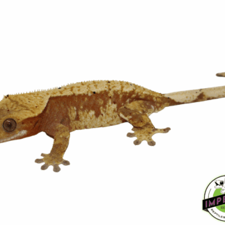 Red Harlequin Crested Gecko Adult Female
