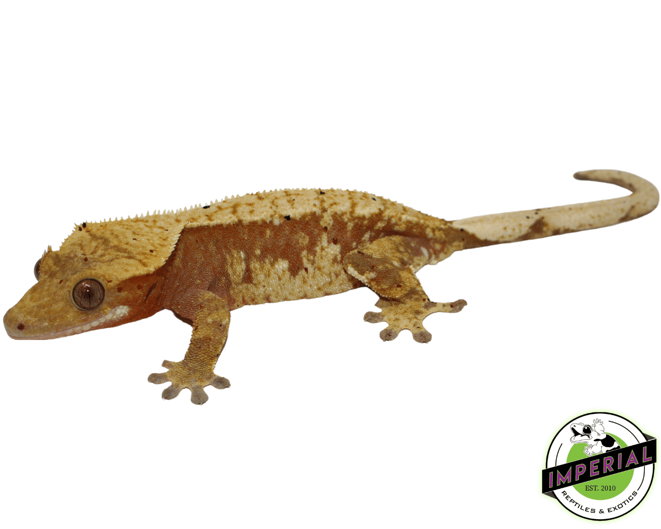 Red Harlequin Crested Gecko Adult Female
