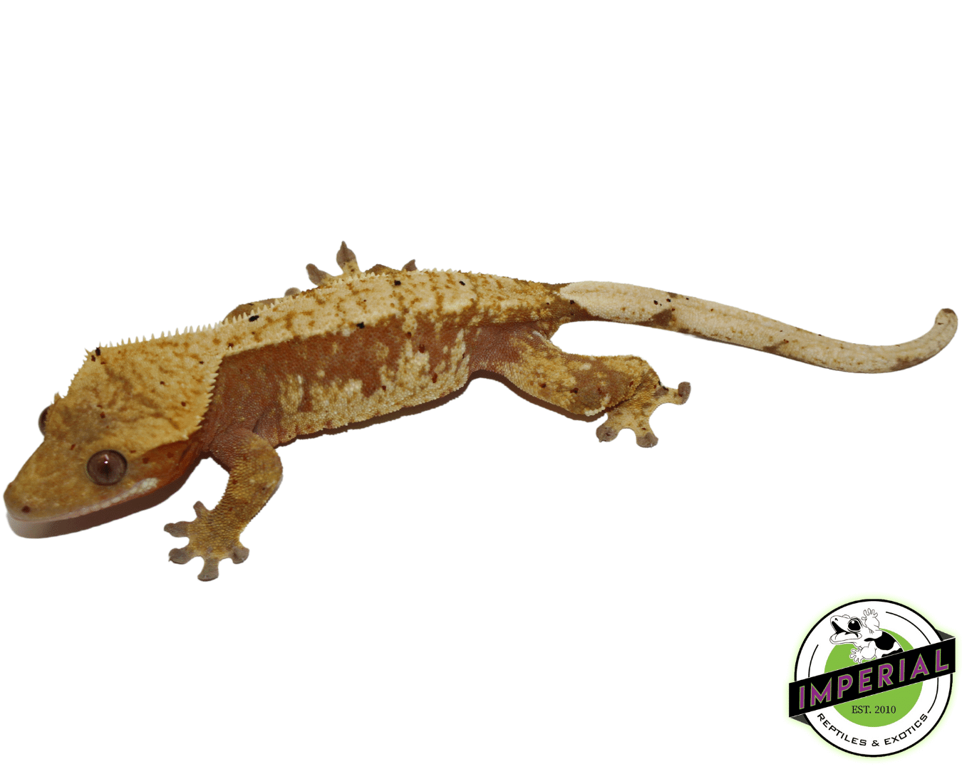 Red Harlequin Crested Gecko Adult Female - Image 3