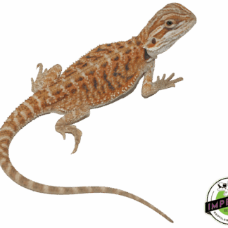 Red Hypo Bearded Dragon