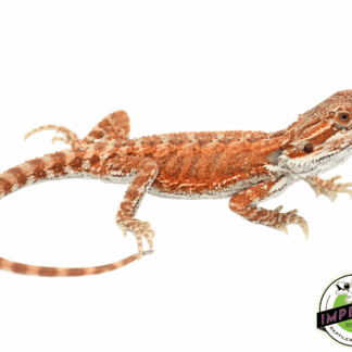 Red Hypo Bearded Dragon Baby