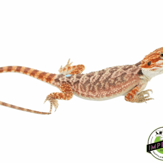 Red Hypo Bearded Dragon Baby Male (#82423-05)
