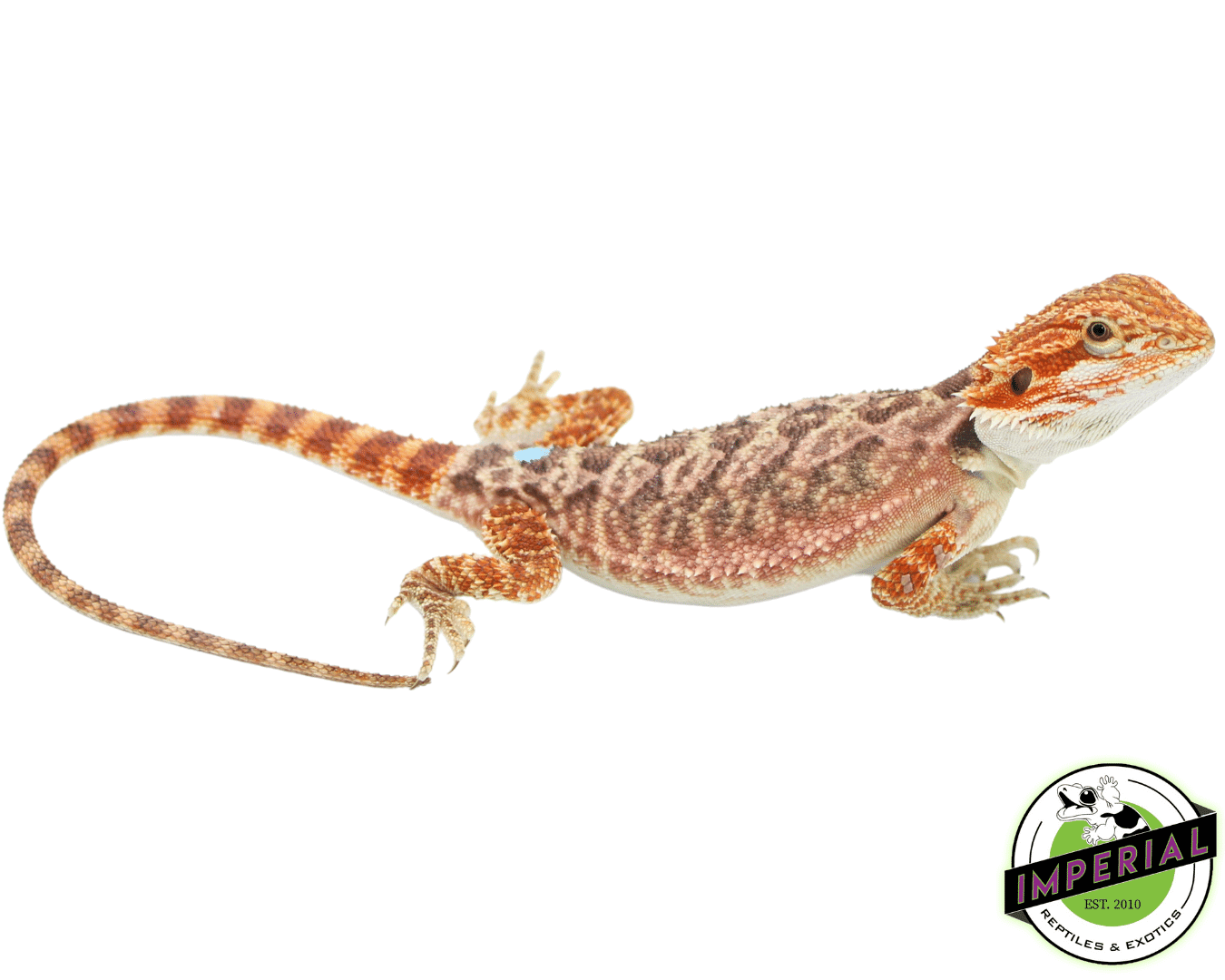 Red Hypo Bearded Dragon Baby Male (#82423-05)