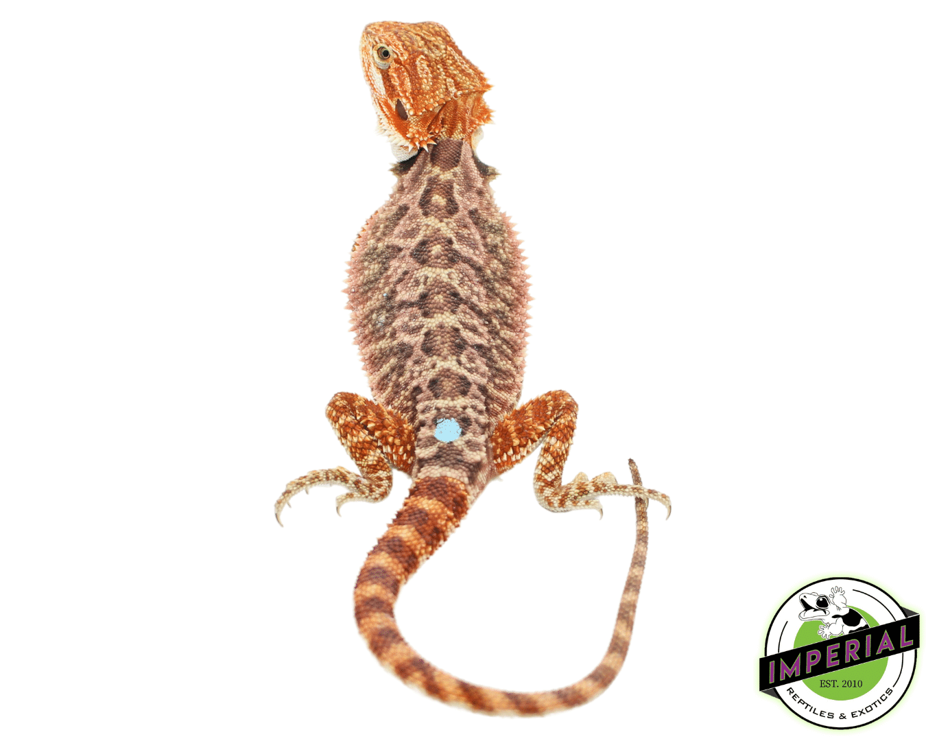 Red Hypo Bearded Dragon Baby Male (#82423-05) - Image 2
