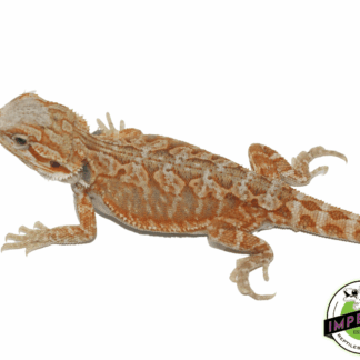 Red Hypo Leatherback Bearded Dragon
