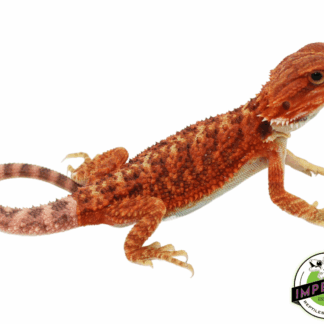 Red Hypo Translucent Bearded Dragon Baby Female (82423-02) *Nip Tail