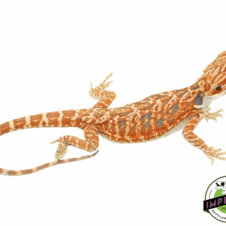Red Leather Tiger Bearded Dragon Baby Female (#82423-07)