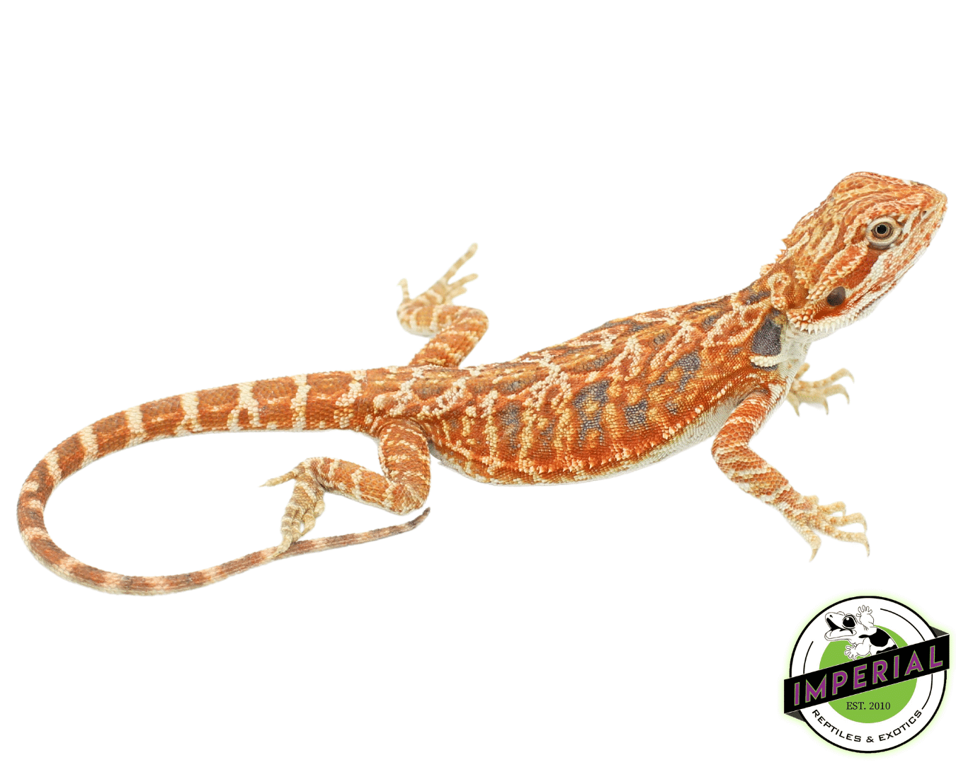 Red Leather Tiger Bearded Dragon Baby Female (#82423-07)