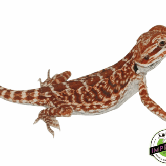 Red Leatherback Bearded Dragon Baby