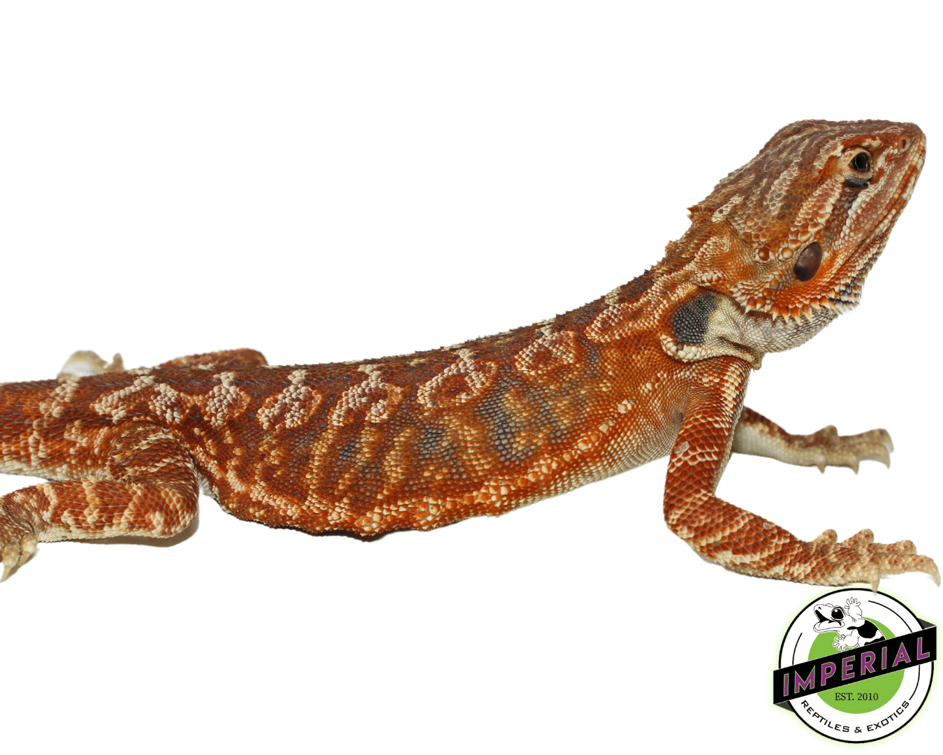 Red Leatherback Bearded Dragon - Image 2