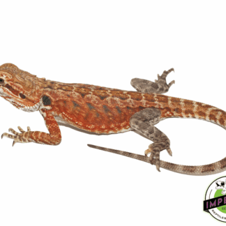 Super Red Leatherback Bearded Dragon Juvenile Female