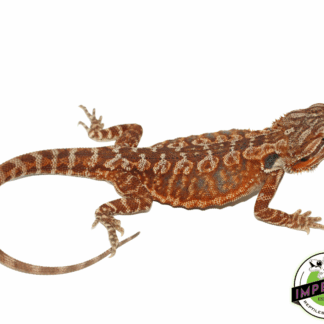 Red Leatherback Bearded Dragon