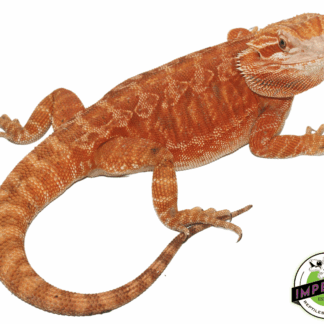 Female Red Leatherback het Hypo Trans (Adult RTB)